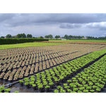 V3HF2A7838BEE270F0D3B4F2DBA3B647E8DR5820689P2