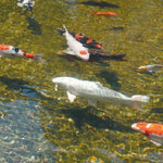 V5H80952D7688CF42E1EBA1CB467CEAC0C8R4095173P4